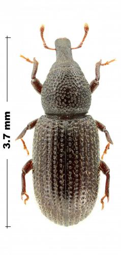 Réf. 286 556 : Pselactus spadix